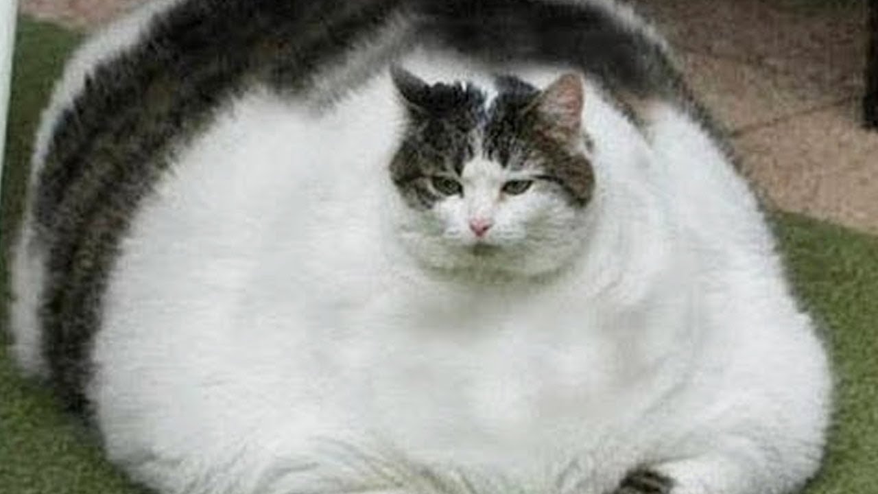 fatcat